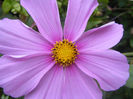 COSMOS