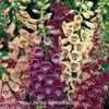 foxglove_excelsior_hybrids_3