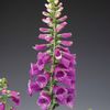 foxglove_virtuoso_red_3