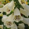 foxglove-dalmatian-creme-perennial-flower-seeds