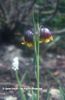 Fritillaria%20michailovskyi