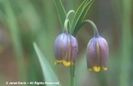 Fritillaria%20uva-vulpis