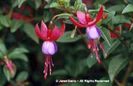 Fuchsia%20