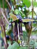 fuchsia_perscandens