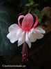 fuchsia-swingtime-dancing-octopus