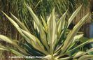 Furcraea%20foetida%20