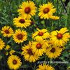 gaillardia_amber_wheels_33