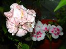 DSCN3902
