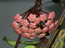 DSCN3907