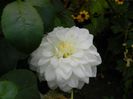 DSCN3927