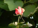 DSCN3940