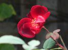 DSCN3949