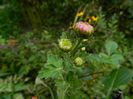 DSCN4044