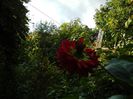 DSCN4102