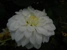 DSCN4041