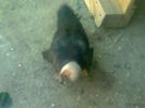 92870580_TULLRAM