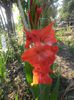 Gladiole mix Olanda 9