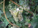 Chasselas dore 2