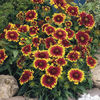 gaillardia_arizona_sun_pop-up