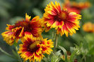 gaillardia-flower-plants-for-beginners