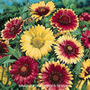 gaillardia-single-mix-pop-up