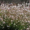 gaura_sparkle_white_pop-up