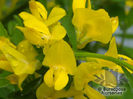 genista_pilosa_yellow_spreader_1961s