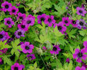 Geranium%20