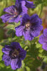 Geranium%20