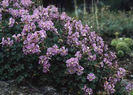 Geranium%20dalmaticum