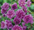 Geranium%20himalayense%20