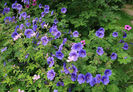 Geranium%20