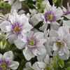 Geranium%20pratense%20
