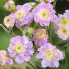 Geranium%20