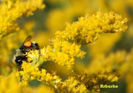 goldenrod_golden_baby_bee_