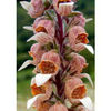 Graines_Digitalis_Lanata_Seeds_Foxglove_Digitale_Laineuse