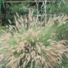 grasses_assorted_chinese_fountain_grass_2