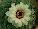 Gymnocalycium-Pflanzii