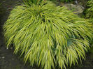 Hakonechloa%20Macra%20'Aureola'