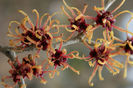 hamamelis