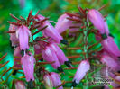 heathers_erica_carnea_ann_sparkes_5331