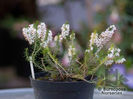 heathers_erica_carnea_isabell_1701~2