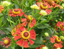 Helenium%20