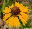 helenium