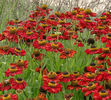 Helenium_-_Sonnenbraut