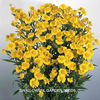 helenium_helena_gold_pop-up