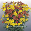 helenium_helena_mix_pop-up