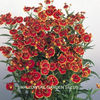 helenium_helena_red_shades_pop-up