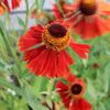 helenium_moerheim_beauty_06182011img_0159