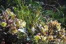 Hellebore-lividus-copy-800x535